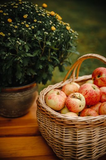 A closeup of a basket full of yellow and red apples next to a plant in a pot on a wooden table
