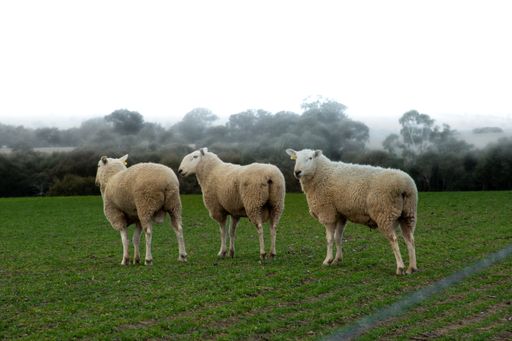 A closeup shot of three sheep standing on grassland in a farm before trees