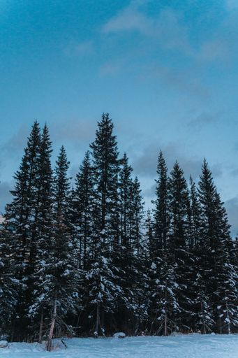 A pine tree at the Rocky Mountains covered in snow Banff National Park