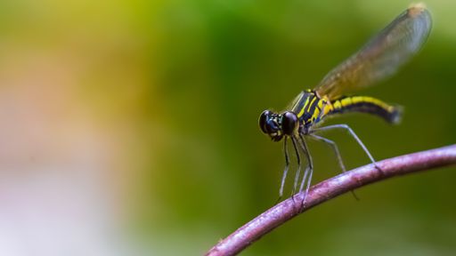 A closeup of a black and yellow dragonfly on a tree branch with a blurry background