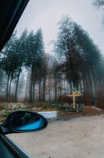 A vertical shot of misty pine forest from a car window
