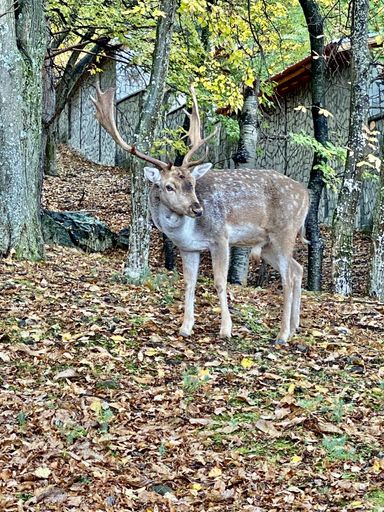 A vertical shot of a deer in a forest