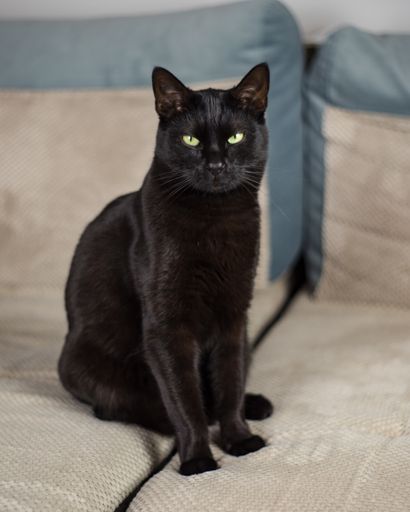 A closeup shot of a black cat sitting on the sofa