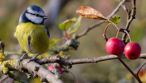 A selective focus shot of a cute blue tit perched on a branch