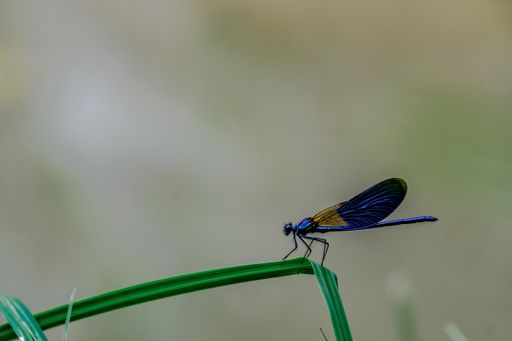 A selective focus shot of a damselfly sitting on a grass leaf with blurred background