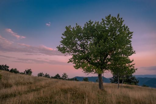 A beautiful tree growing on the mountains under the sky of pastel colors during the sunset