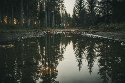 The tall trees f the forest reflected in the water of a small lake