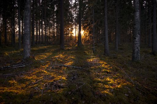 The rays of the sun illuminating the dark forest with tall trees