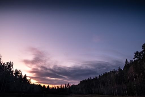 A vertical shot of an empty path n the forest with tall trees during the sunset