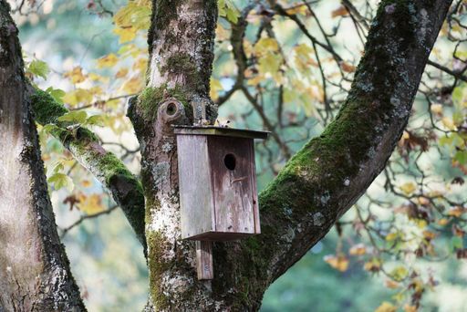 A selective focus shot of wooden birdhouse on a tree trunk