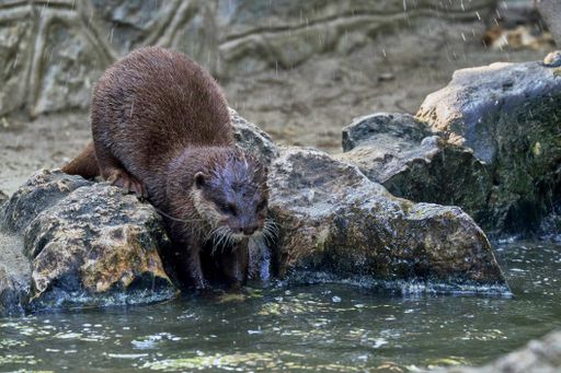 A closeup shot of a cute North American river otter drinking water in the zoo