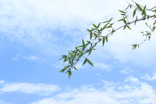 A beautiful shot of a thin tree branch with leaves on it with the blue cloudy sky in the background