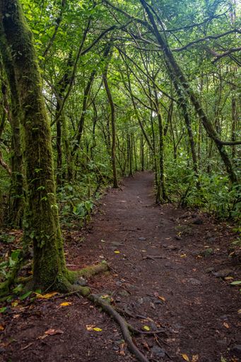 A vertical shot of a pathway in the middle of the green forest