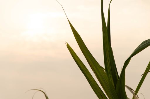 A closeup shot of green leaves with a beautiful sunset visible in the back