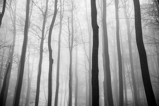 A forest covered in trees and fog in autumn at daytime - perfect for wallpapers
