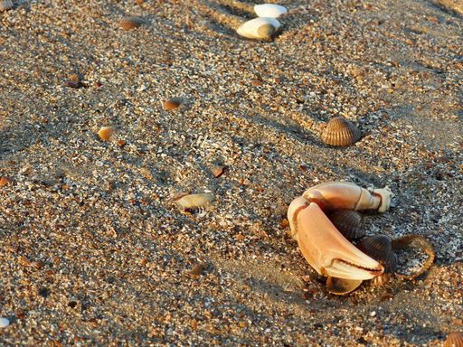 A closeup shot of seashells on sandy beach