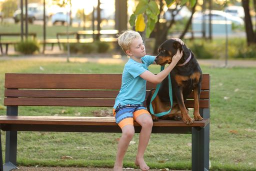 A cute blond boy with his rottweiler dog sitting on a park bench in Rockhampton, Queensland