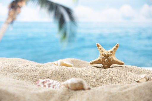 A closeup of a tiny starfish in the sand on a tropical background of a palm tree and the ocean