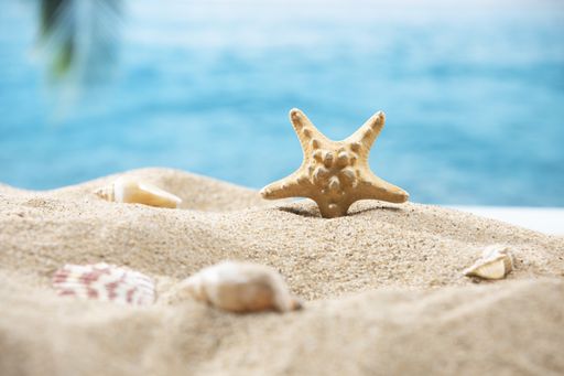 A closeup of a tiny starfish in the sand  on a tropical background of a palm tree and the ocean