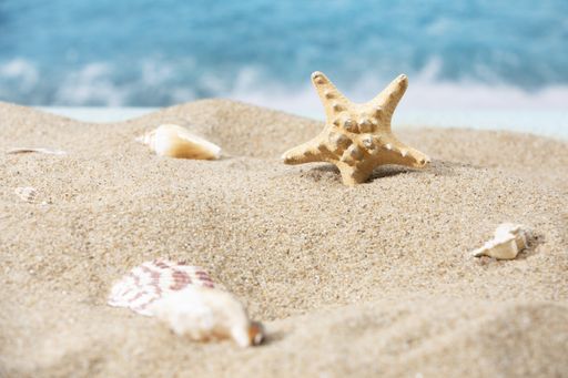 A closeup of a tiny starfish in the sand on a tropical background of the ocean