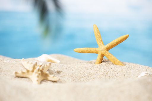 A closeup of a tiny starfish in the sand  on a tropical background of a palm tree and the ocean