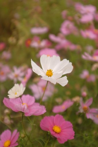 A vertical shot of pink and white Garden Cosmos blooming in the field