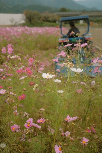 A vertical shot of pink and white Garden Cosmos blooming in the field