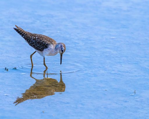 The Wood Sandpiper (Tringa glareola) drinking water from a pond on a sunny day