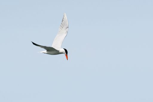 A close-up shot of a tern flying against blue sky