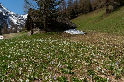 A small wooden hut in a field covered in flowers and greenery surrounded by hills under the sunlight