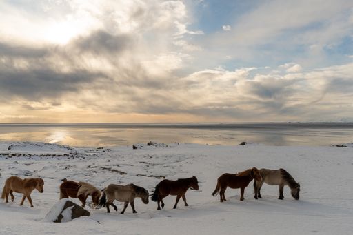 A group of Icelandic horses walking on the beach covered in snow during the sunrise