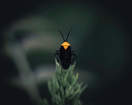 A closeup of yellow and black bug perching on plant