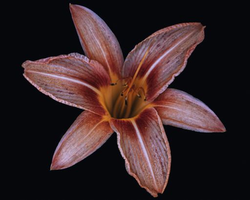 A daylily isolated in black background