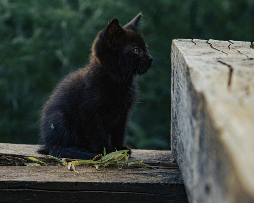 A little black kitten sitting on wood