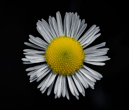 A chamomile isolated in black background