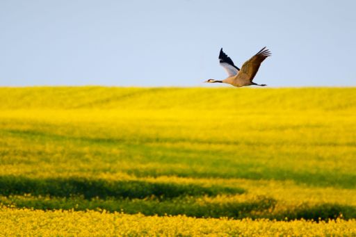 A common crane (grus grus) flying over a beautiful yellow colza field