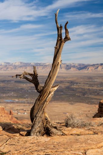 A vertical of a dried tree in Colorado National Monument, Fruita, Colorado, USA