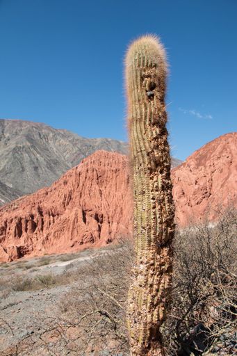 A vertical shot of a cactus and other dry plants in the middle of a dry mountain