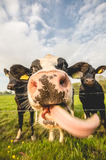 A vertical shot of a cow putting its tongue out in a field in Germany