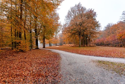 A beautiful shot of an orange green autumn forest landscape