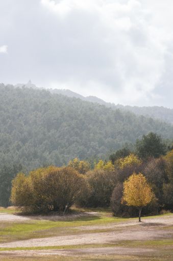 Vertical shot, forest located in the national park of the mountain range of Guadarrama, Madrid, known as La Jarosa, during a rainy day in autumn