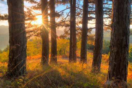 A breathtaking view of the sunset viewed through the trees at the forest