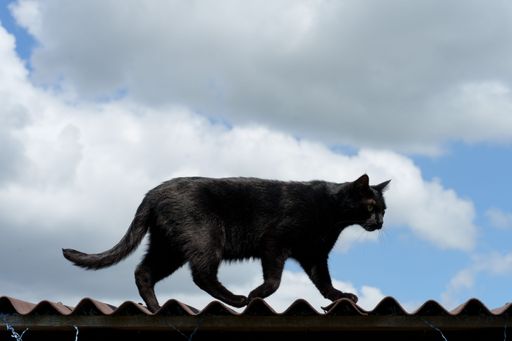 A black cat on the roof and blue sky background
