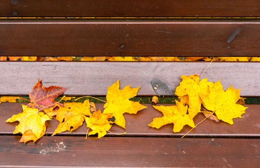 A high angle shot of dried maple leaves on a wooden bench in a park in autumn
