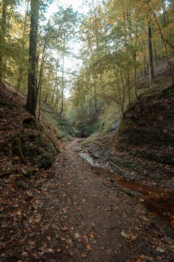 A vertical shot of a pathway through the depths of a forest