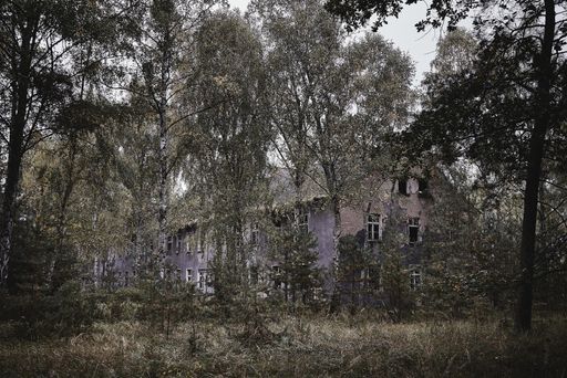 An old abandoned building with moss growing on the room surrounded by trees