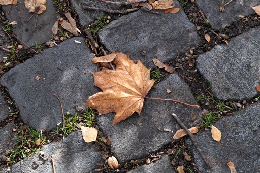 A closeup high angle shot of a dry maple autumnal leaf fallen on a street cobblestone ground
