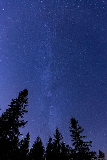 A vertical shot of a starry blue sky with a view of tree silhouettes at night