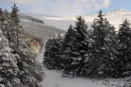 An evergreen forest on mountains covered in the snow under sunlight and a cloudy sky