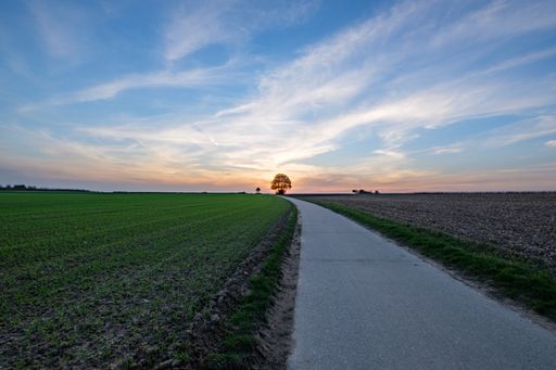 A road in a farm field covered in plants under a blue cloudy sky during the sunrise